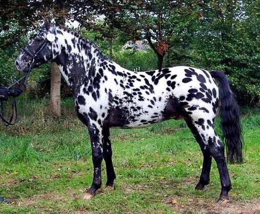 The Knabstrupper Horse